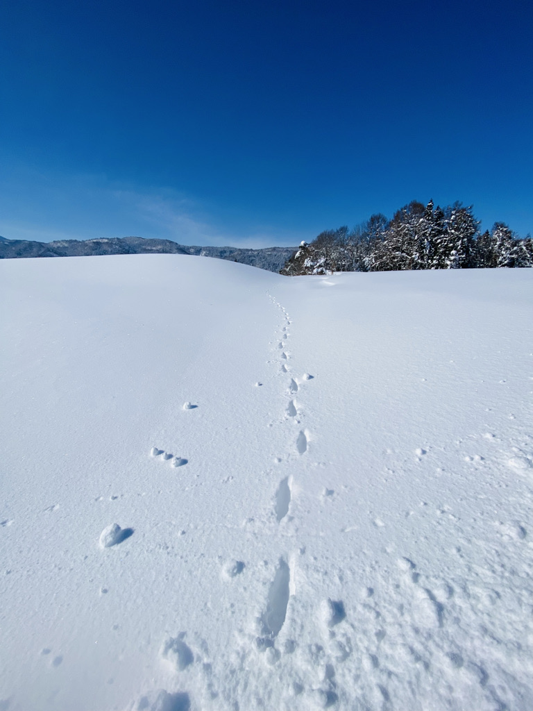 奥信濃・雪国『ディープ飯山』をノルディックスキーで楽しもう‼︎の写真1